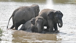 CAM recue cntr elephants SGwebsite_108.jpg